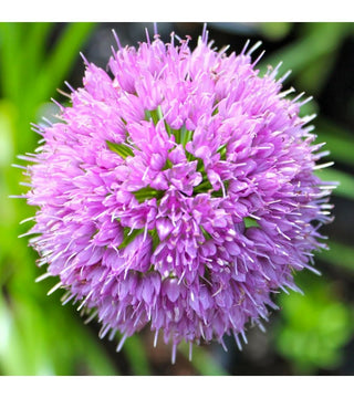 Allium Millennium Vaso grande 3 litri