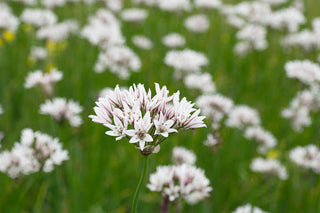 Kit contenente 3 specie/varietà di allium