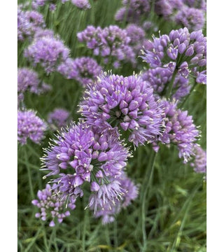 Allium Senescens Lisa Blue