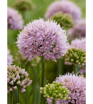 Allium Senescens Lisa Green