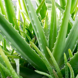 Aloe vera