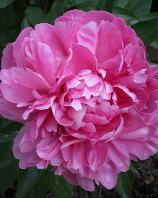PEONIA AMABILIS