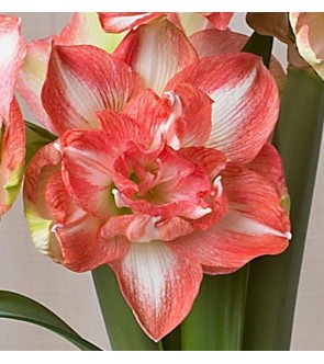 Amaryllis Doppio Beautiful Emotion
