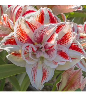 Amaryllis Doppio Bright Nymph