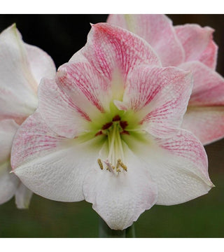 Amaryllis Cherry Blossom