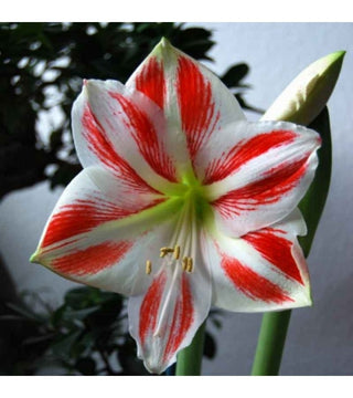 Amaryllis Clown