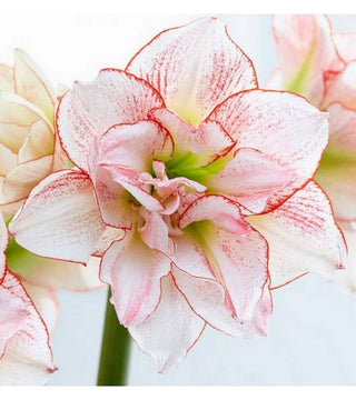 Amaryllis Doppio Striped Amadeus