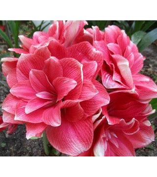 Amaryllis Doppio Double Dream