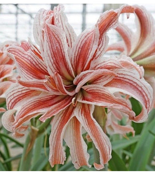 Amaryllis Doppio Doublet