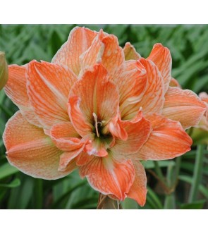 Amaryllis Doppio Exotic Nymph