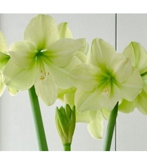 Amaryllis Fantasy