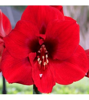 Amaryllis Ferrari