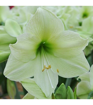 Amaryllis Luna
