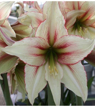 Amaryllis Magic Green