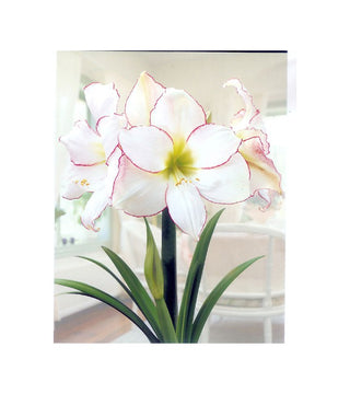 Amaryllis Picotèe