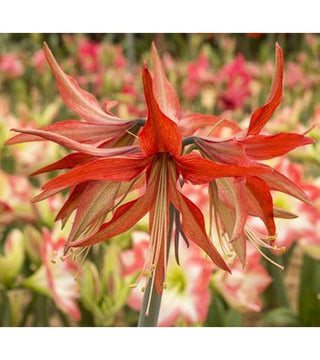 Amaryllis Cybister Sumatra