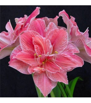 Amaryllis Sweet Nymph