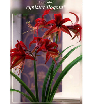 Amaryllis Cybister Bogotà