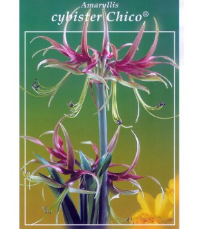 Amaryllis Cybister Chico