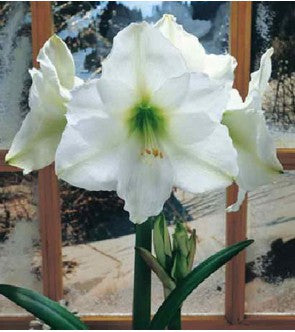 Amaryllis Christmas Gift