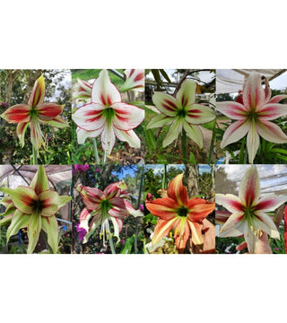 AMARYLLIS CYBISTER MISCUGLIO