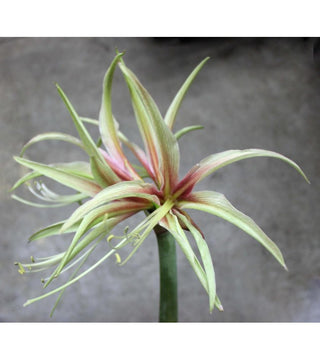 Amaryllis Cybister Tarantula