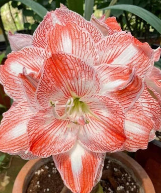 Amaryllis Doppio Aphrodite