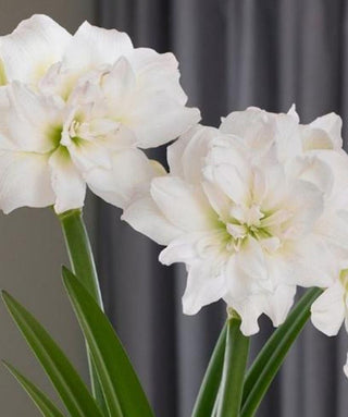Amaryllis Doppio Artic Nymph