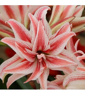 Amaryllis Cybister Dublette