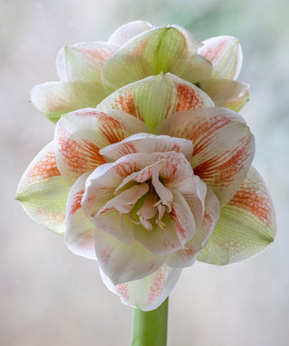 Amaryllis Doppio Doublet