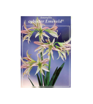 Amaryllis Cybister Emerald
