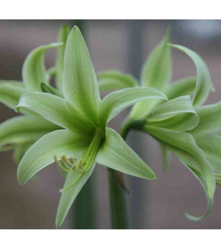Amaryllis Cybister Evergreen