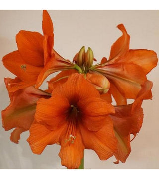 Amaryllis Gold Medal