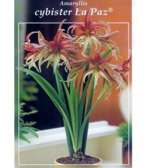 Amaryllis Cybister La Paz