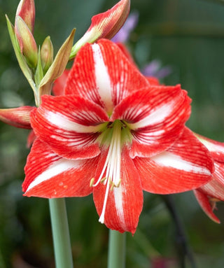 Amaryllis Minerva