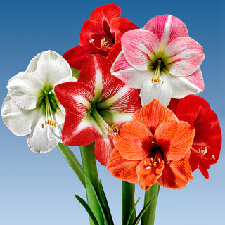 Amaryllis Particolari Miscuglio