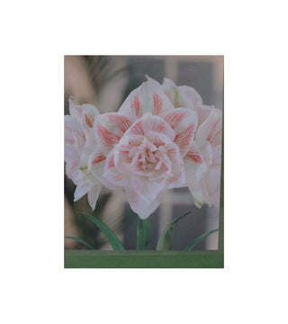 Amaryllis Doppio Nymph