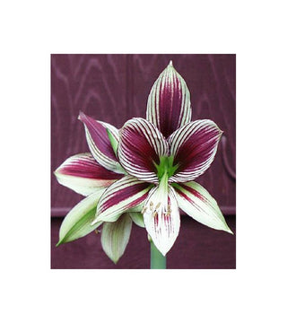 Amaryllis Papilio