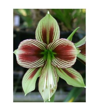 Amaryllis Papilio