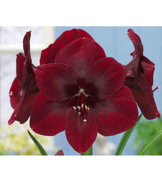 Amaryllis Premier