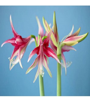 Amaryllis Cybister Quito