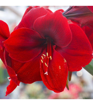 Amaryllis Red Lion BULBI GIGANTI