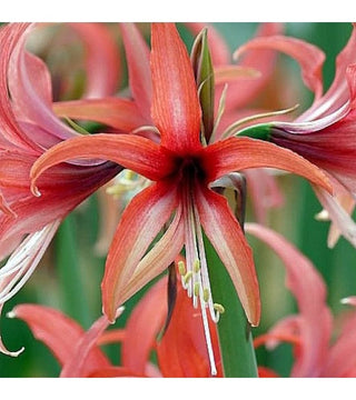 Amaryllis Rose Cybister