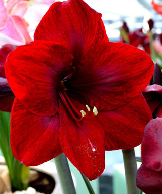 Amaryllis Royal Velvet