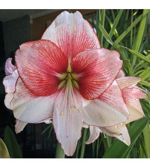 Amaryllis Showmaster