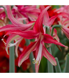 Amaryllis Cybister Tango