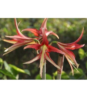 Amaryllis Cybister Tango