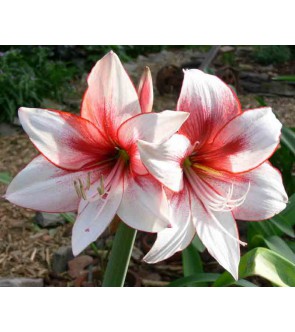 Amaryllis Temptation