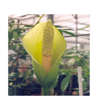 Amorphophallus Nepalensis