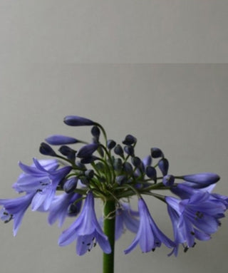 Agapanthus Andorra